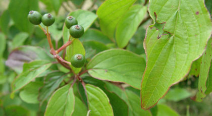 Cornus Mas