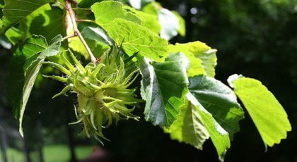 Corylus Colurna cespuglio