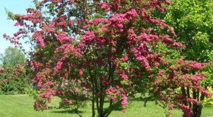 Crataegus Laevigata Paul's Scarlet cespuglio