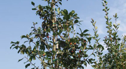 Crataegus Lavallei Carrierei
