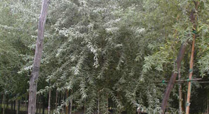 Elaeagnus Angustifolia