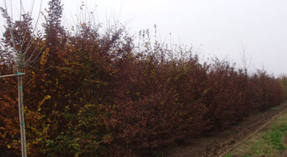 Fagus Sylvatica Ramificato