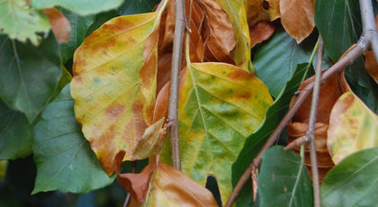 Fagus Sylvatica Albero