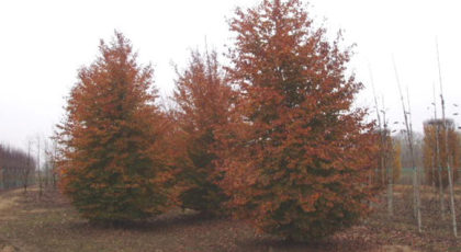 Fagus Sylvatica Purpurea Albero