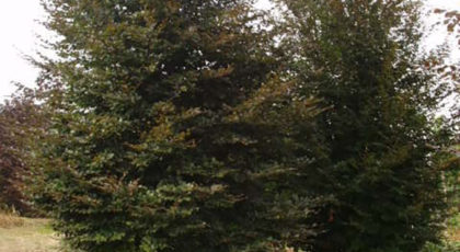 Fagus Sylvatica Purpurea Ramificato