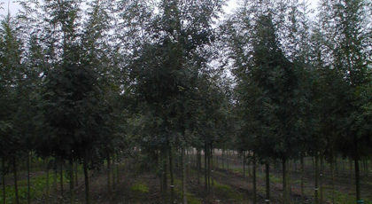 Fraxinus Angustifolia