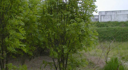Fraxinus Excelsior cespuglio