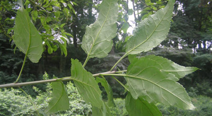 Fraxinus Excelsior Diversifolia