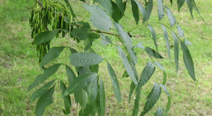 Fraxinus Excelsior Globosum