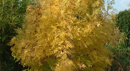 Fraxinus Excelsior Jaspidea cespuglio