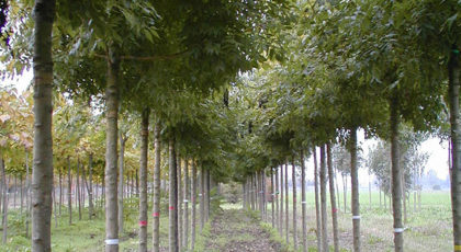 Fraxinus Excelsior Jaspidea