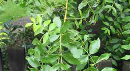 Fraxinus Excelsior Pendula