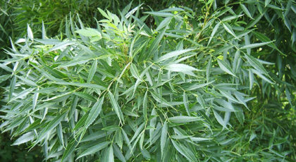 Fraxinus Angustifolia Raywood