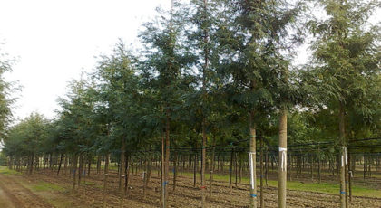 Fraxinus Excelsior Westhof's Glory