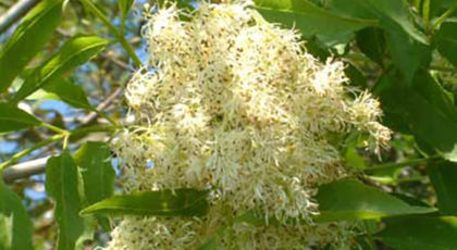 Faxinus Ornus
