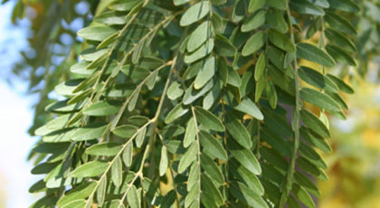 Gleditsia Triacanthos Shademaster