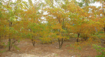 Gleditsia Triacanthos Sunburst cespuglio