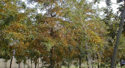 Gleditsia Triacanthos Sunburst