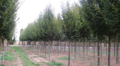 Gleditsia Triacanthos Skyline
