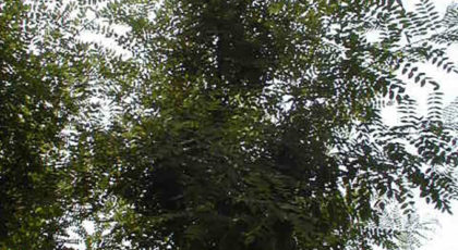 Gleditsia Triacanthos