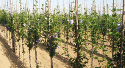 Hibiscus Syriacus Oiseau Bleu