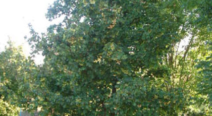 Acer Campestre cespuglio