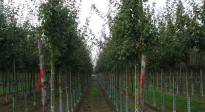 Acer Campestre