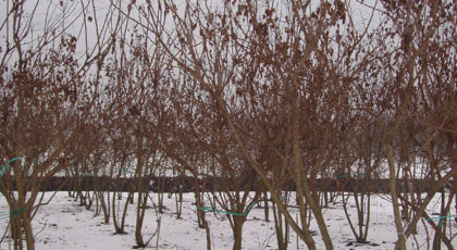Koelreuteria Paniculata cespuglio