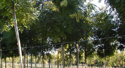 Koelreuteria Paniculata