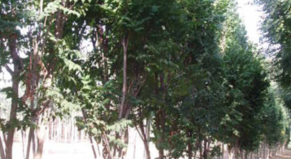 Koelreuteria Paniculata Fastigiata Albero