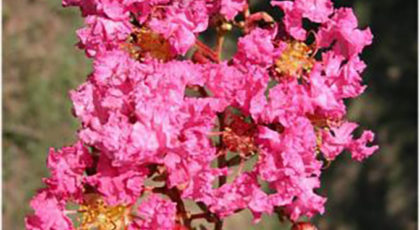 Lagerstroemia Indica cespuglio