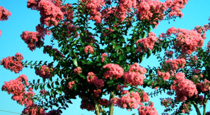 Lagerstroemia Indica