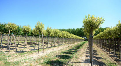 Ligustrum Japonicum Variegato