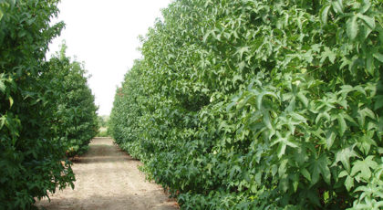 Liquidambar Styraciflua cespuglio