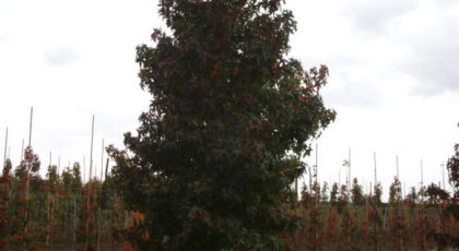 Liquidambar Styraciflua Ramificato