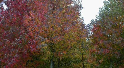 Liquidambar Styraciflua Albero