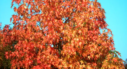 Liquidambar Styraciflua Worplesdon Ramificato