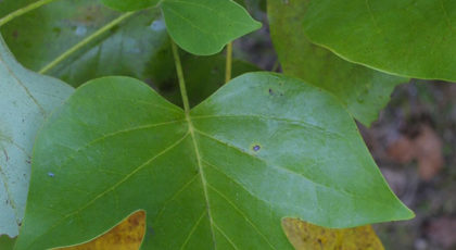 Liriodendron Tulipifera cespuglio