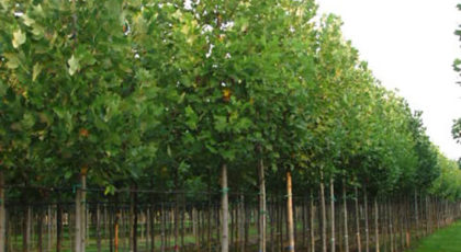 Liriodendron Tulipifera