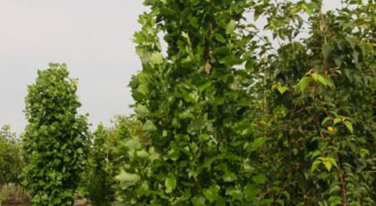Liriodendron Tulipifera Fastigiata Albero