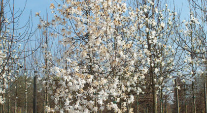 Magnolia Kobus