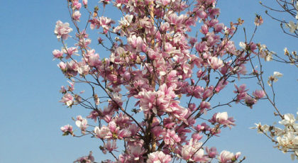 Magnolia Soulangeana