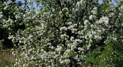 Malus Communis