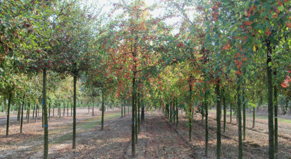 Malus Floribunda Makamik