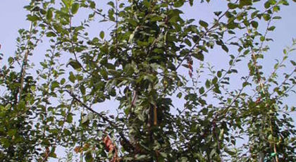 Malus Floribunda John Downie