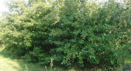 Malus da fiore in varieta' cespuglio