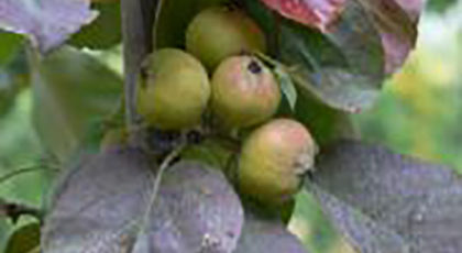 Malus Tschonosky
