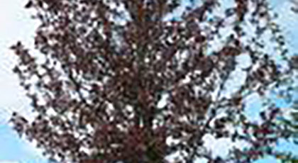 Malus Floribunda Rudolph