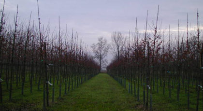 Malus Floribunda Red Sentinel