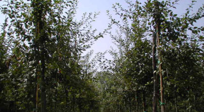 Malus Floribunda Profusion